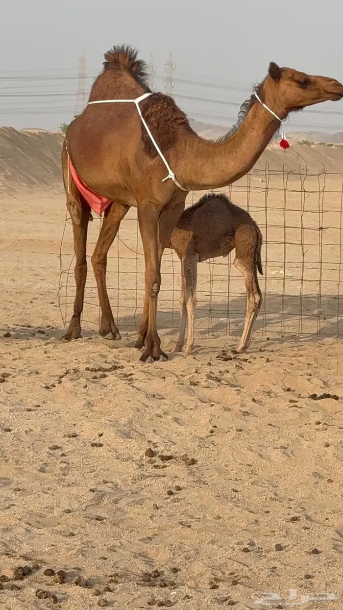 خلفه مصغر بكر جذعه حليبها علاج 0