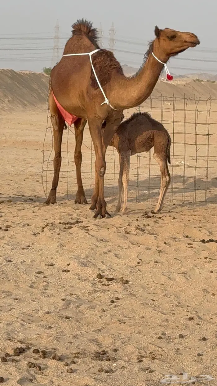 خلفه مصغر بكر جذعه حليبها علاج 10