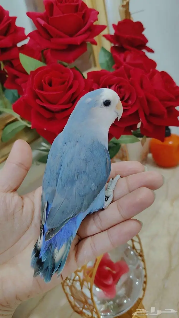ببغاء الروز أليف جدا لعووب 2