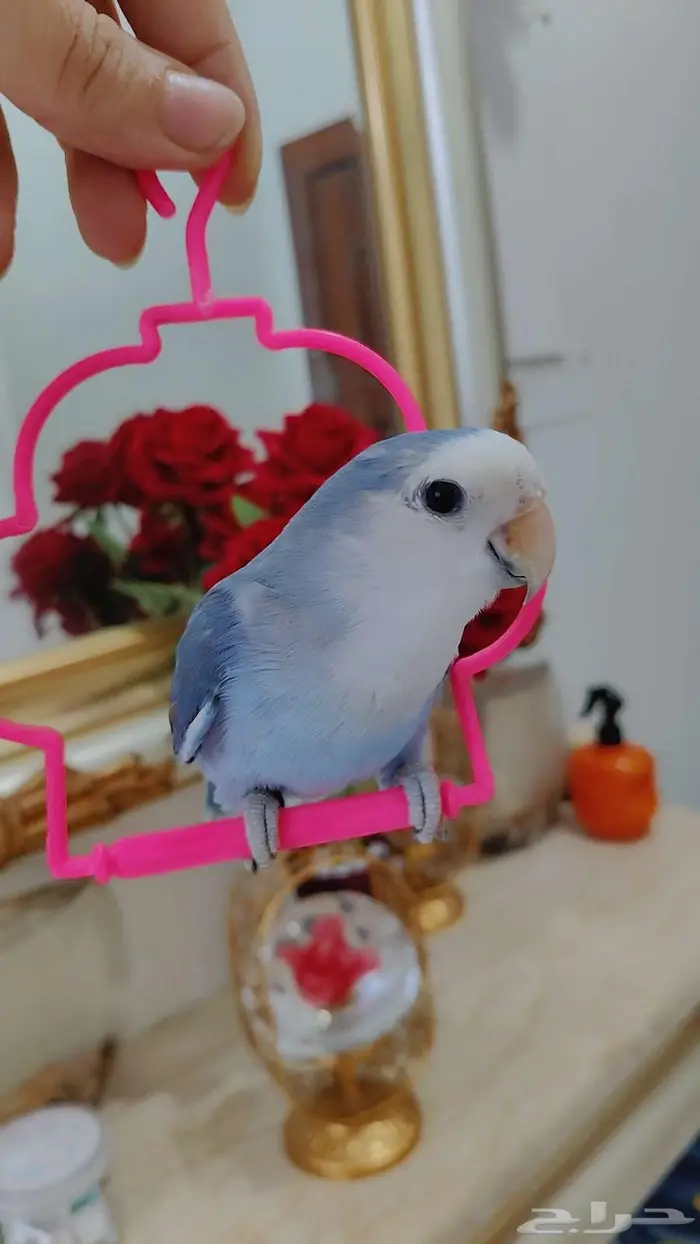 ببغاء الروز أليف جدا لعووب 4