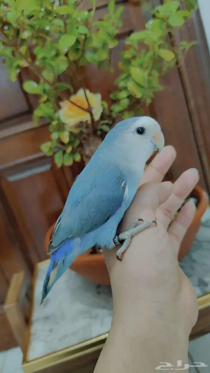 ببغاء الروز أليف جدا لعووب 3