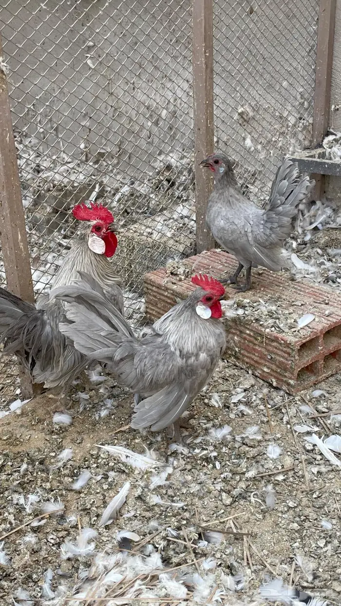 ديكين ودجاجه. رووز 4