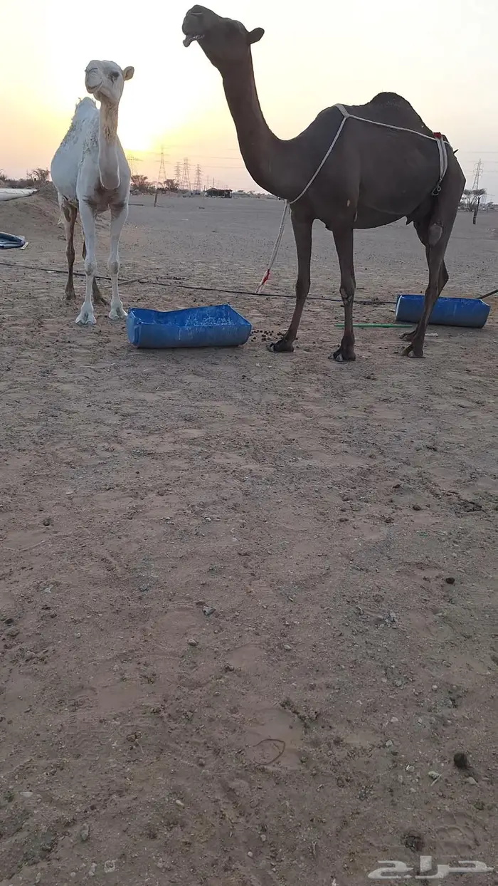 عشاير 3