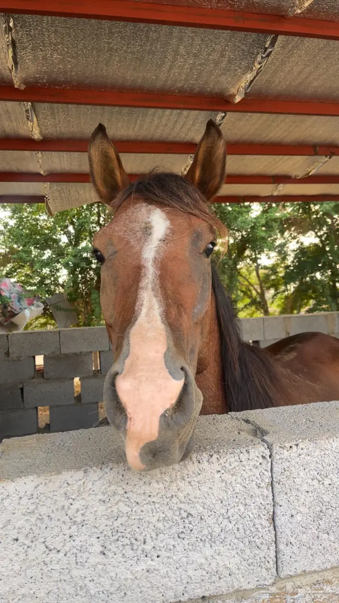 خيل شعبي 0