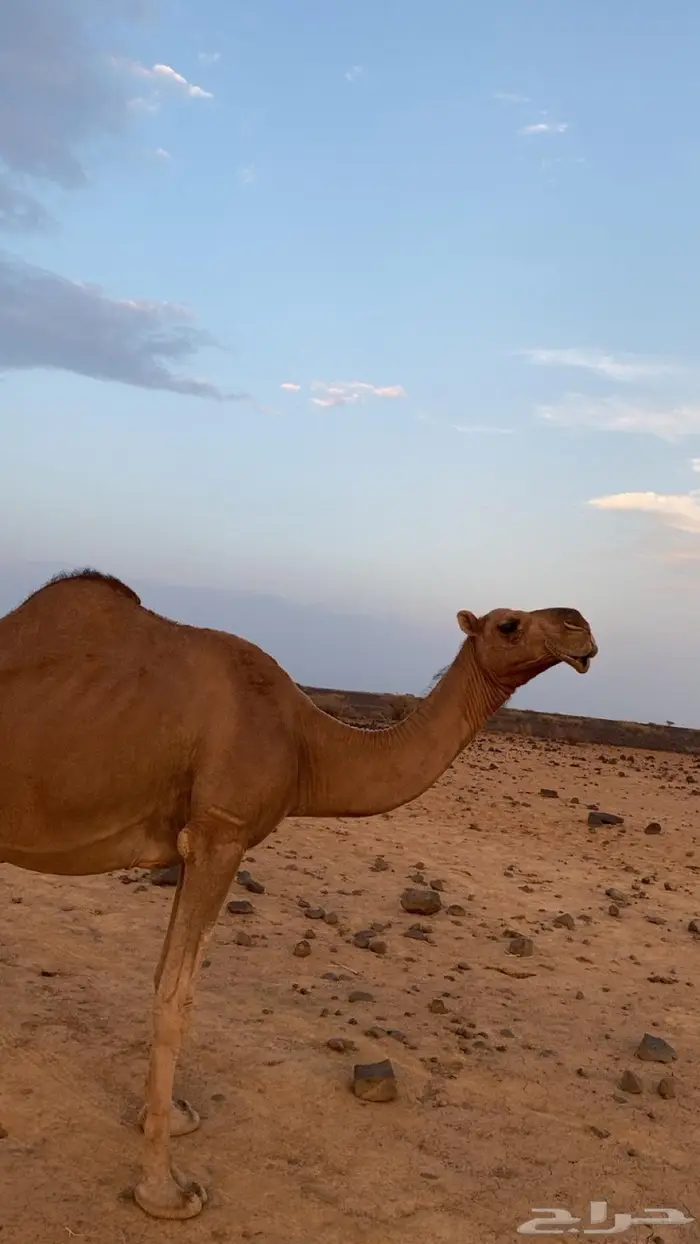 ناقه لقحه 0