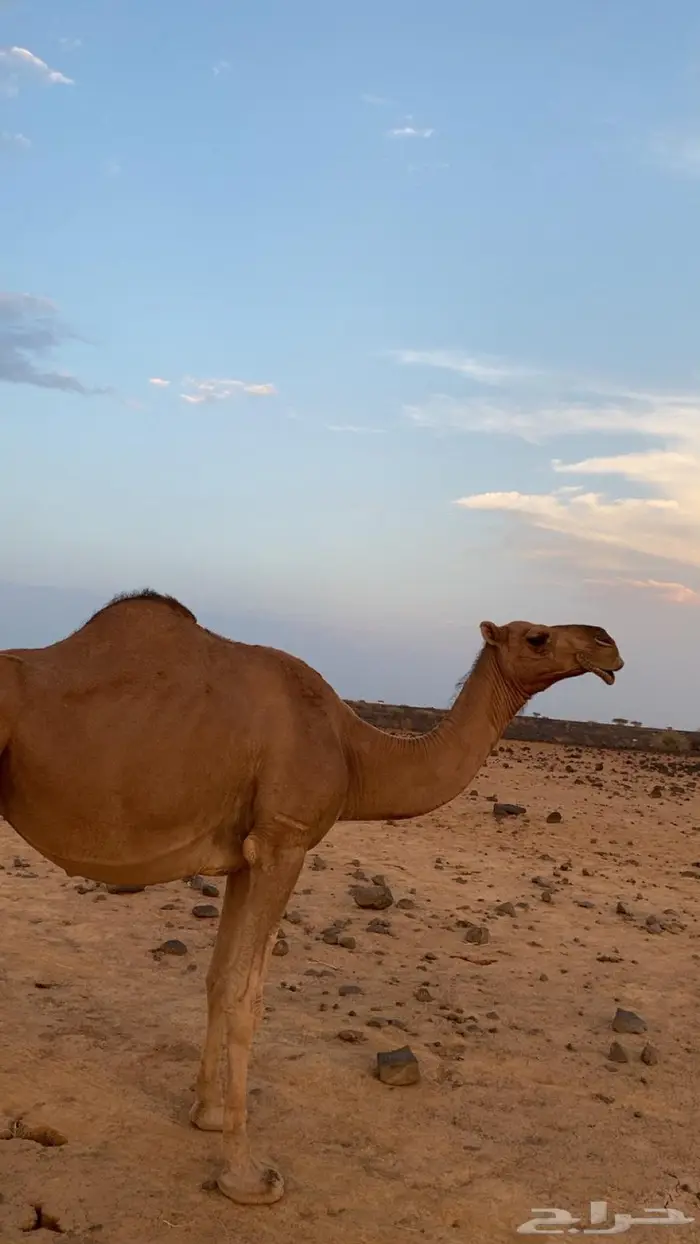 ناقه لقحه 1