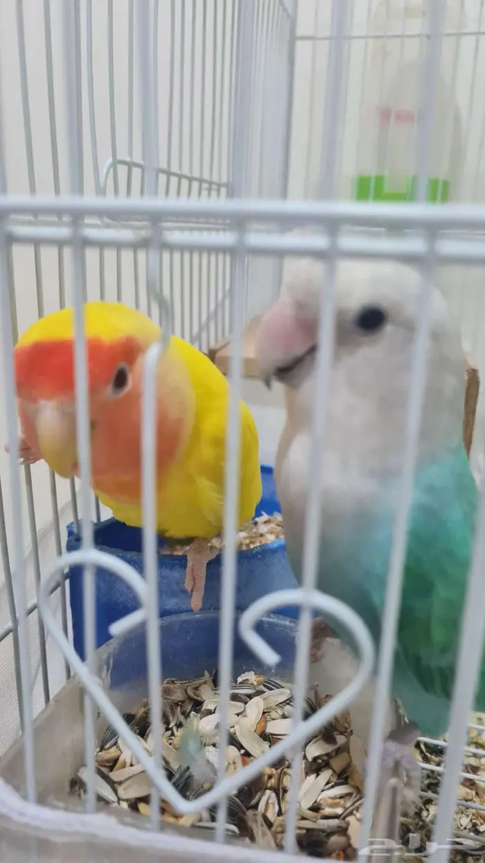 جوز روز 4