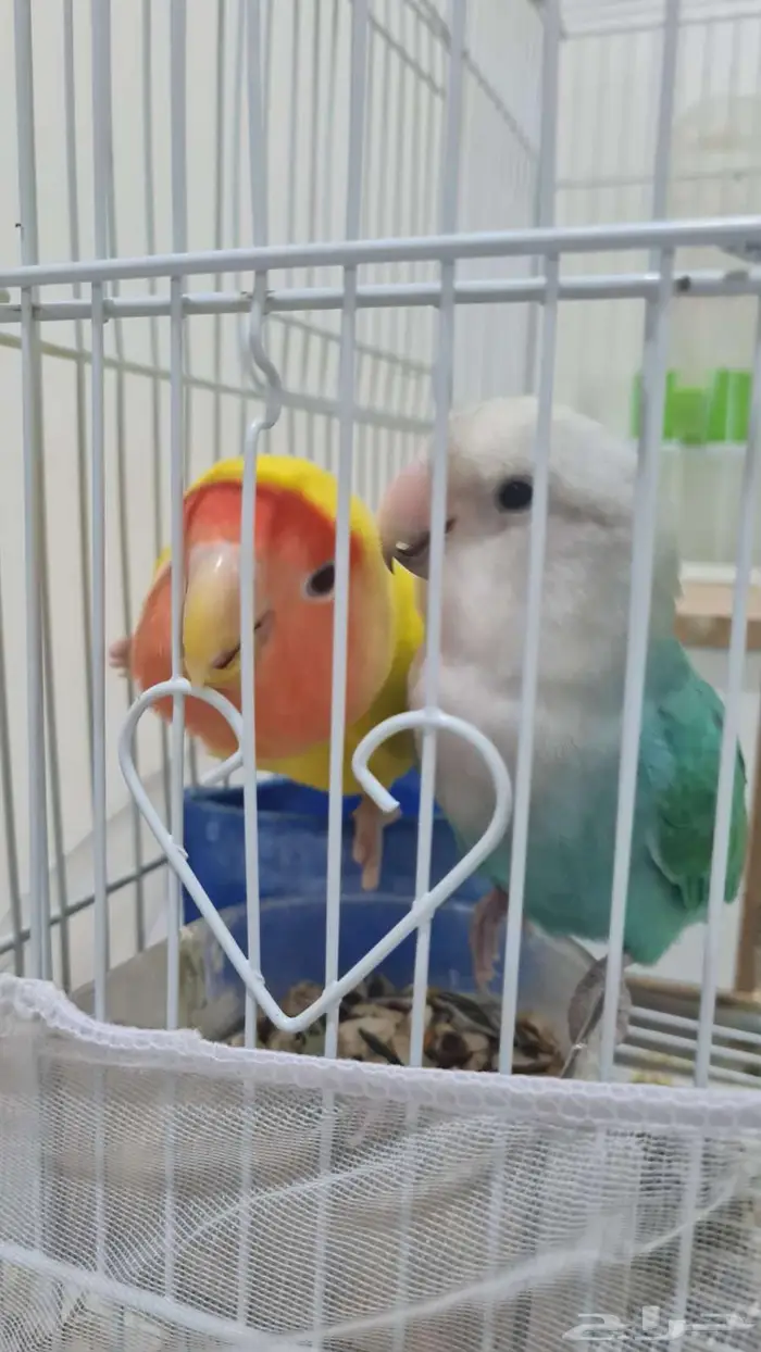 جوز روز 5