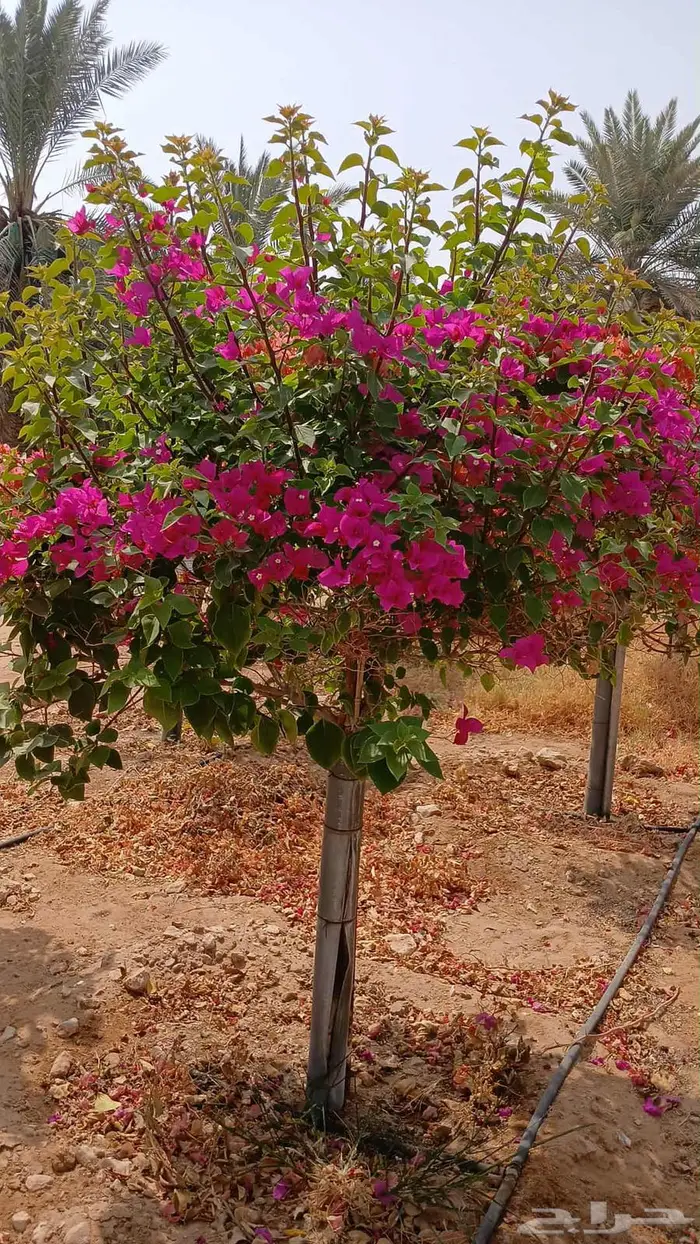 جهنميه اشجار جميع الاالوان اشجار جهنميه تايلندي وبلدي 9