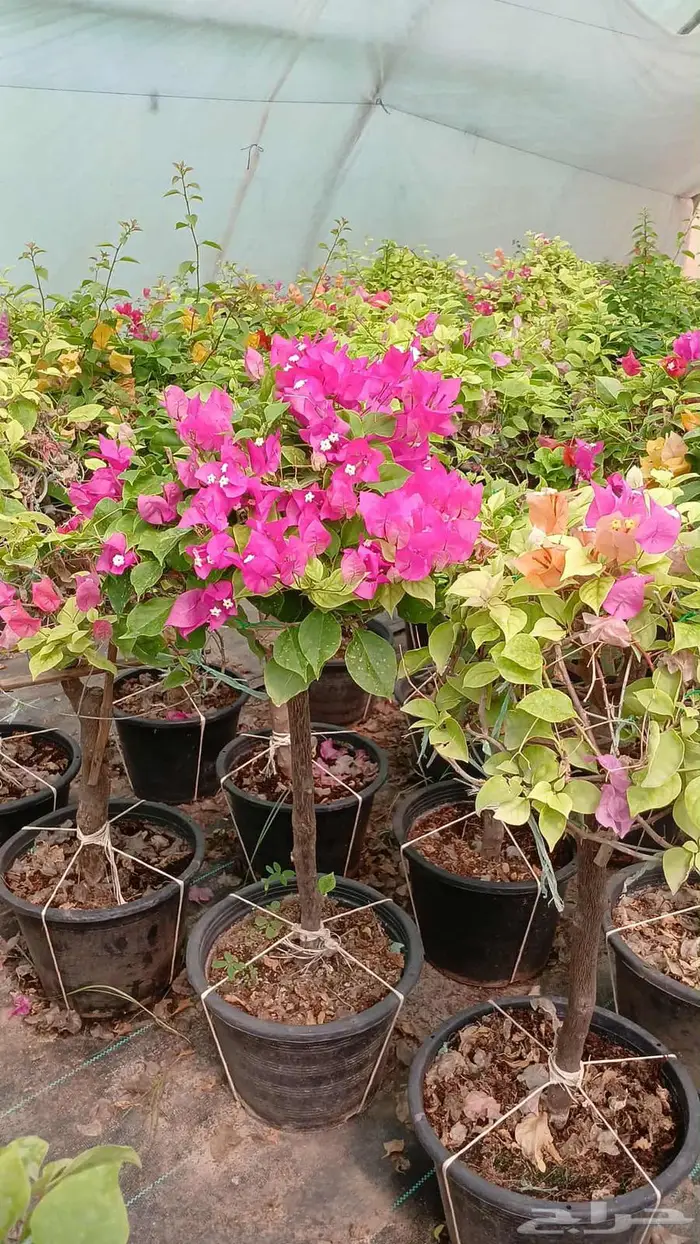 جهنميه اشجار جميع الاالوان اشجار جهنميه تايلندي وبلدي 7