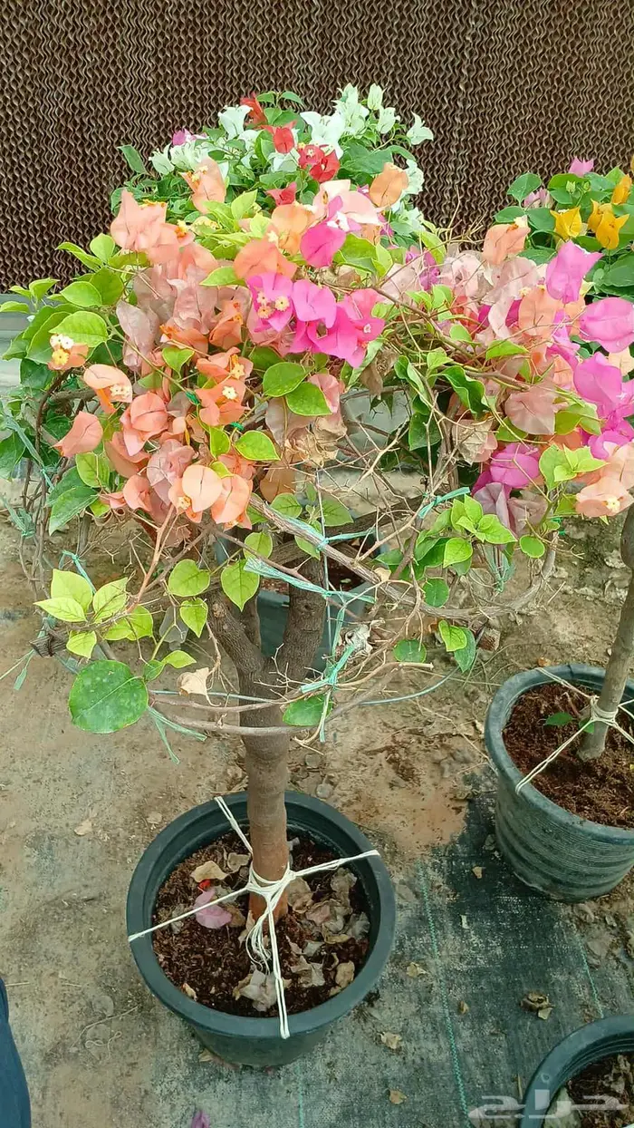 جهنميه اشجار جميع الاالوان اشجار جهنميه تايلندي وبلدي 1