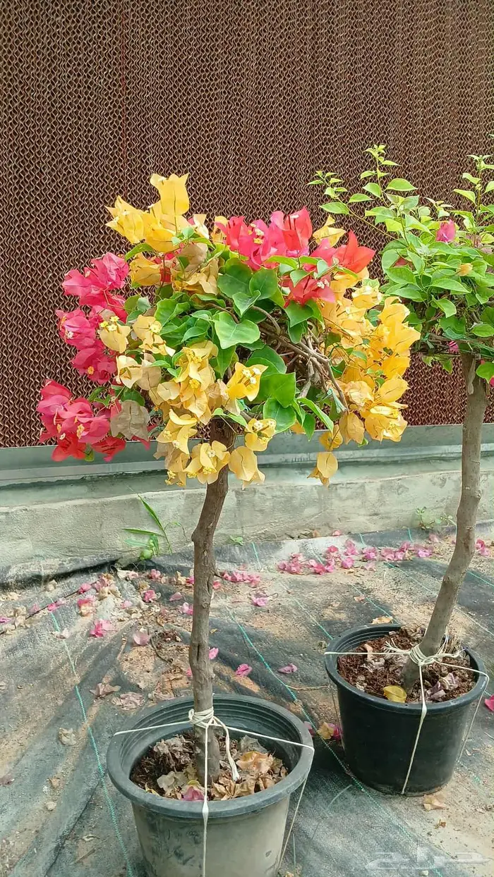 جهنميه اشجار جميع الاالوان اشجار جهنميه تايلندي وبلدي 0