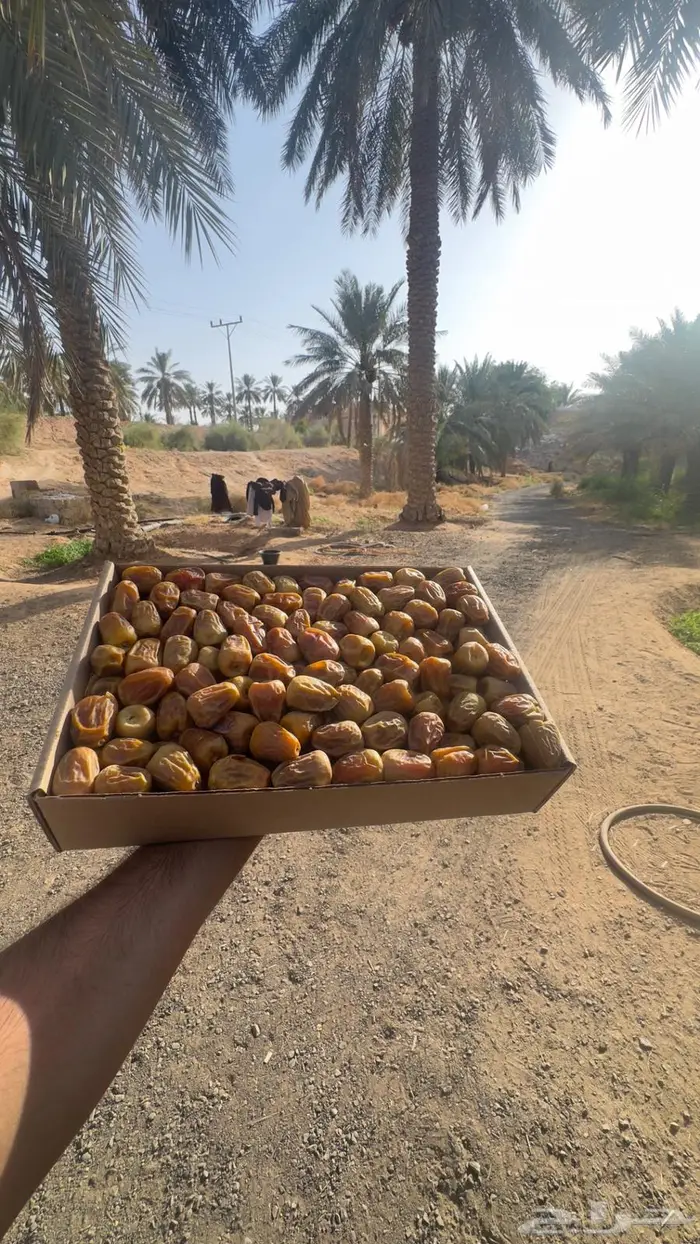 تمر سكري مفتل من مزارع ( القصيم ) 0
