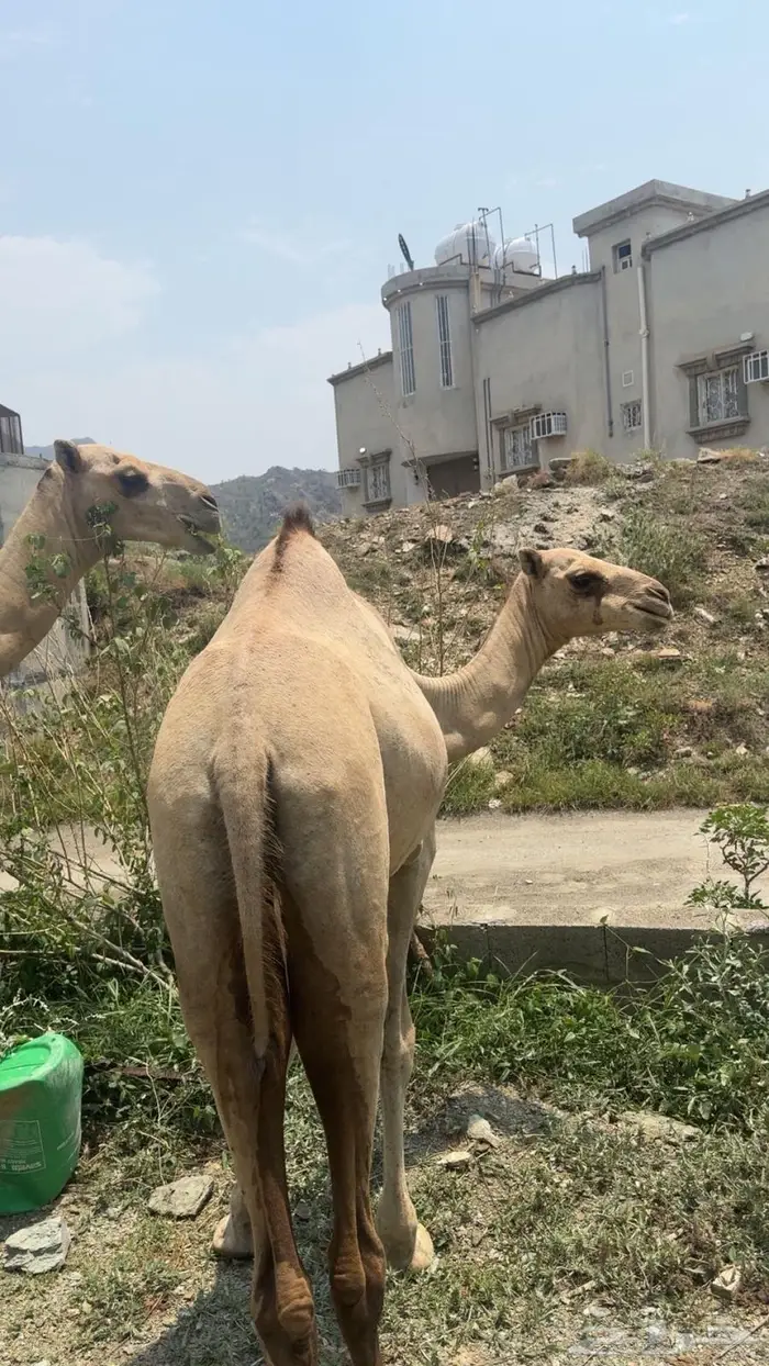 قعوده 3