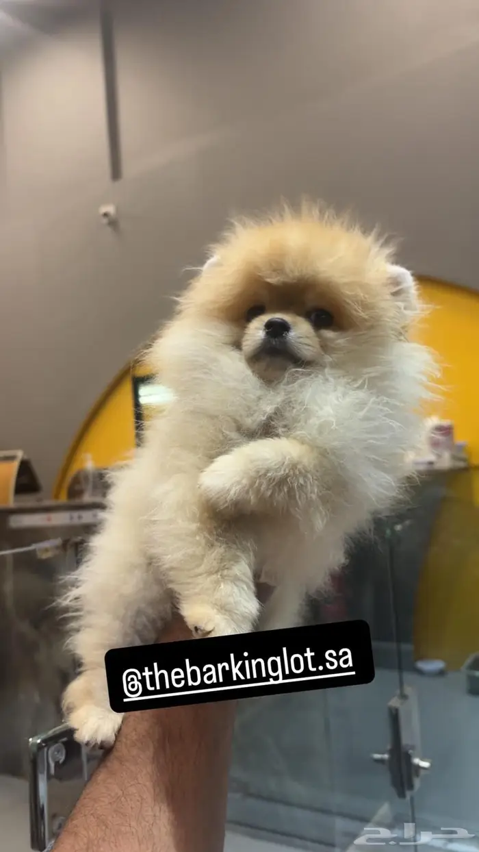 بومرينيان ذكر Pomeranian 0