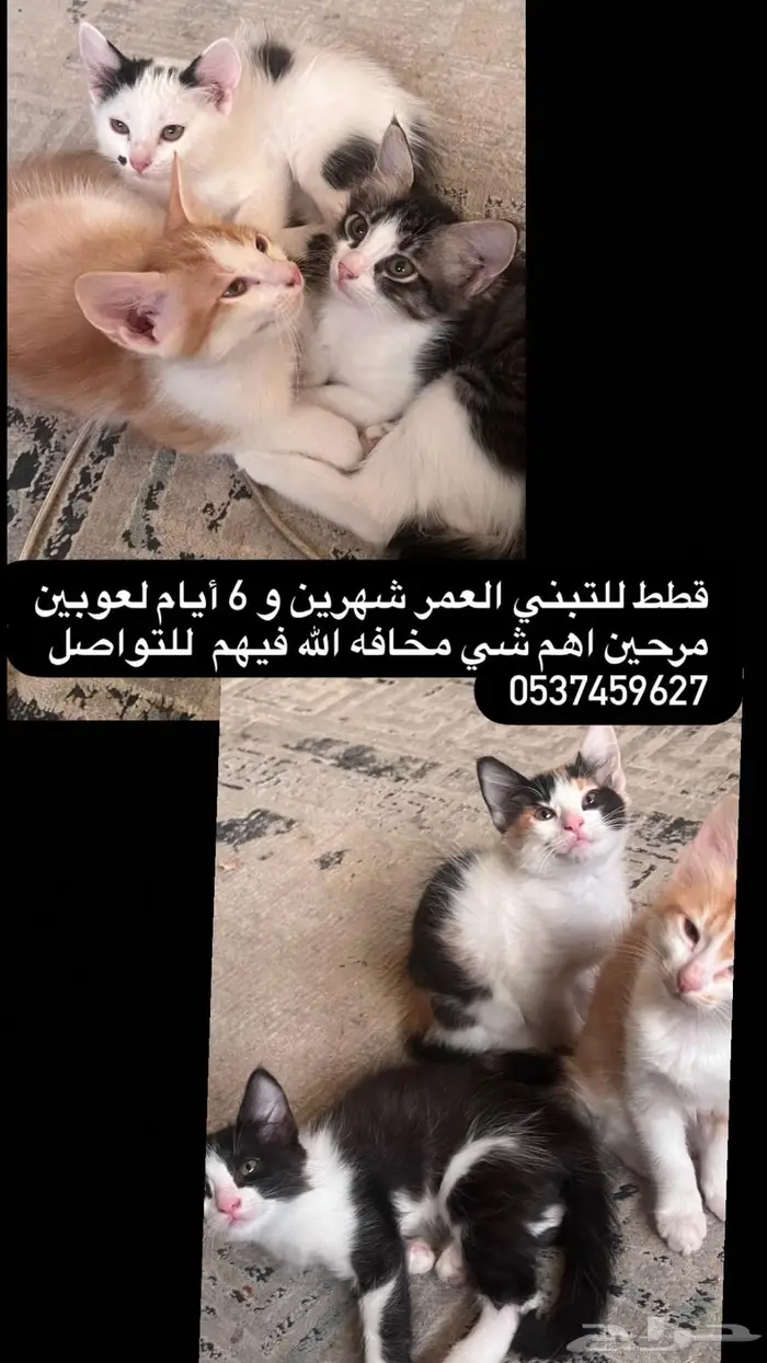 قطط للتبني الأحساء 0