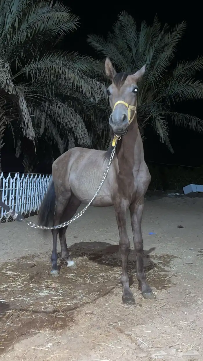 مهره شعبيه عمر 7 0