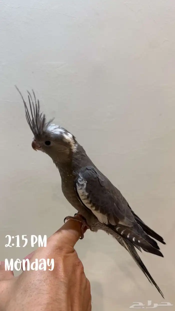 كروان وايت فيس اسبلت ريسسف حجم بطلل 1