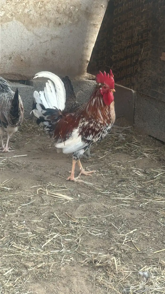 ديك بلدي اصيل 1