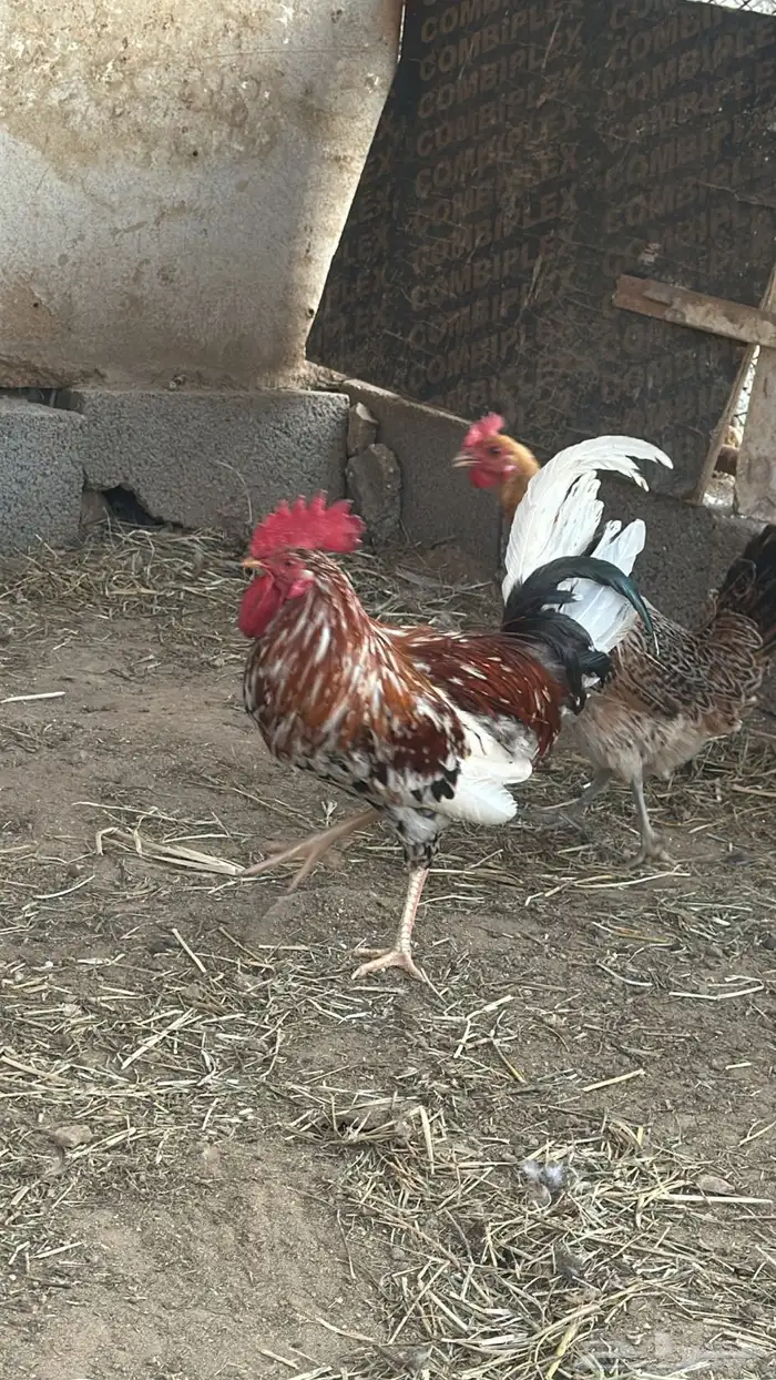 ديك بلدي اصيل 2