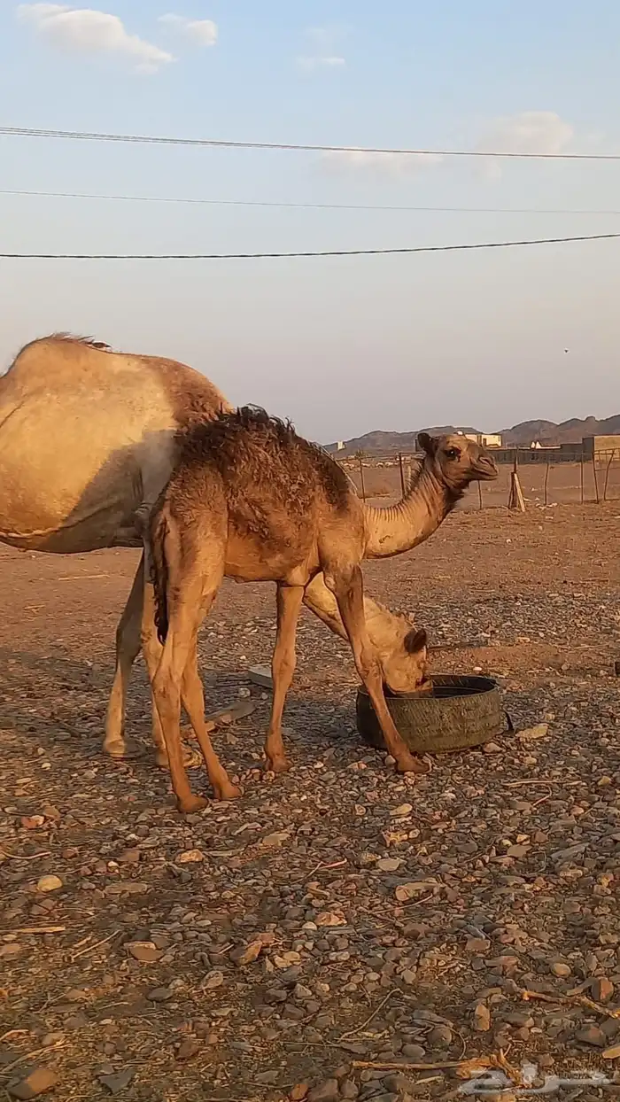 ناقه عشره نصوف ام ثالث للبيع 0
