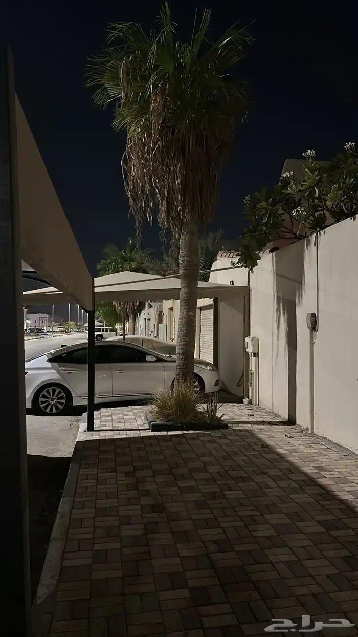 نخل   واشنطني للبيع مستعجل 0