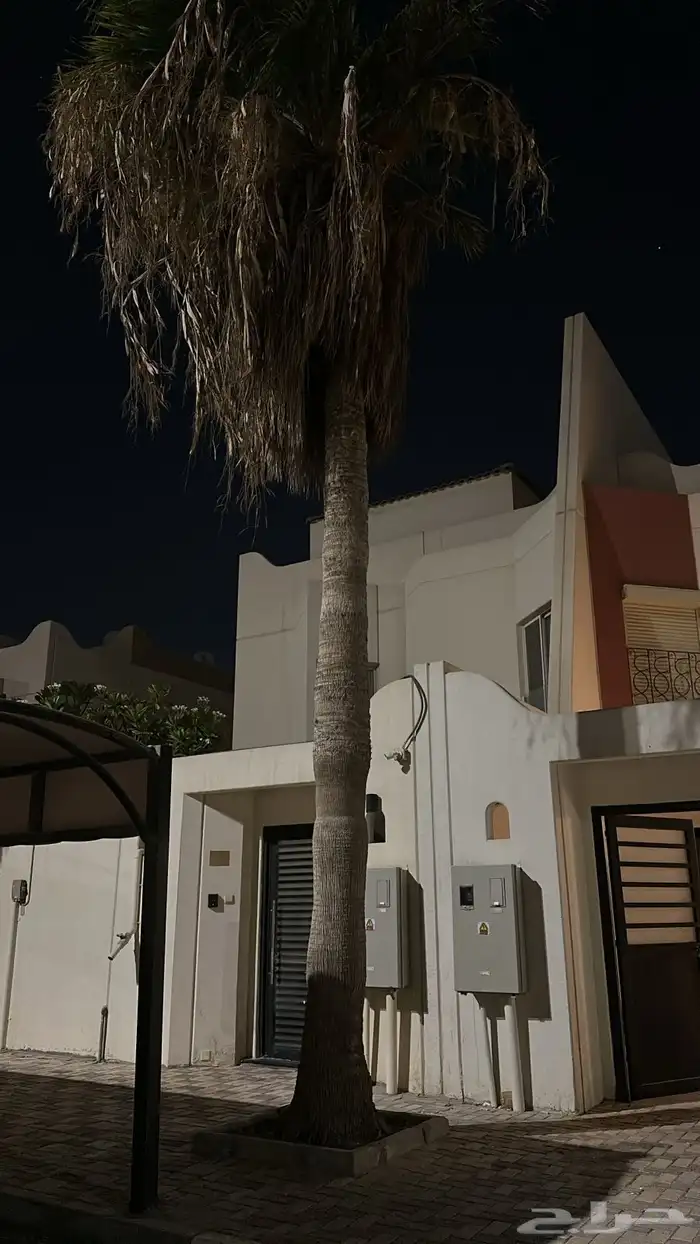 نخل   واشنطني للبيع مستعجل 1