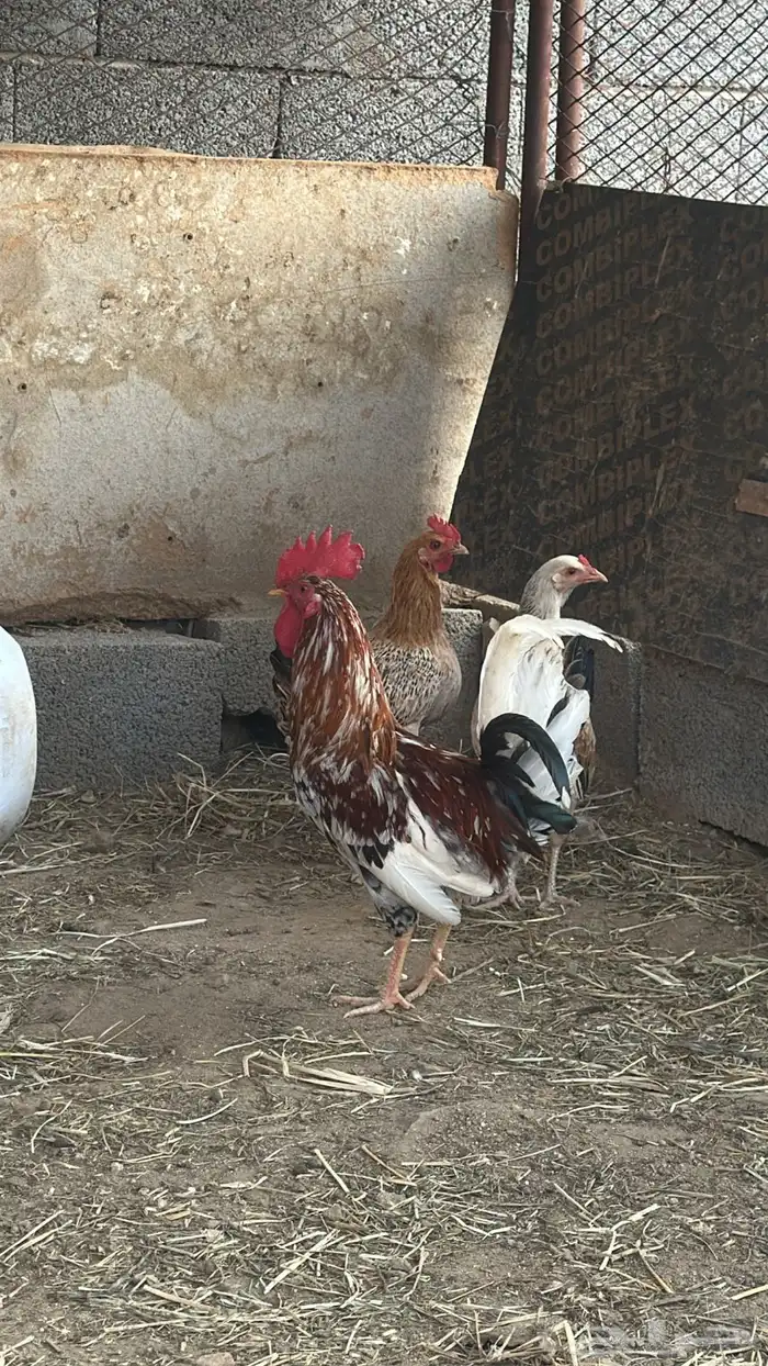 ديك بلدي اصيل 0