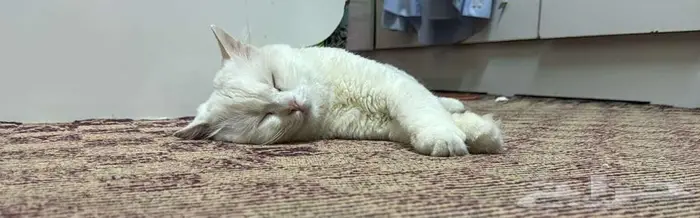 قط ذكر شرازي للتبني 1