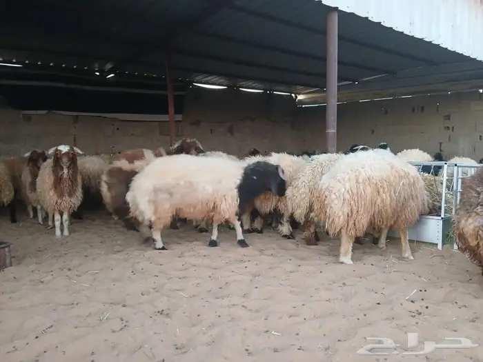 طليان وتيوس للبيع يوجد تابي 1