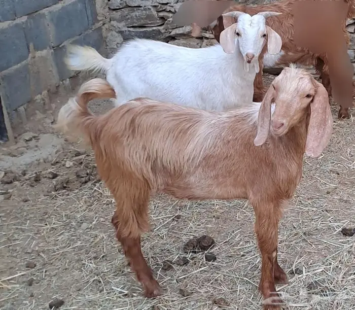 تيوس ديره 1