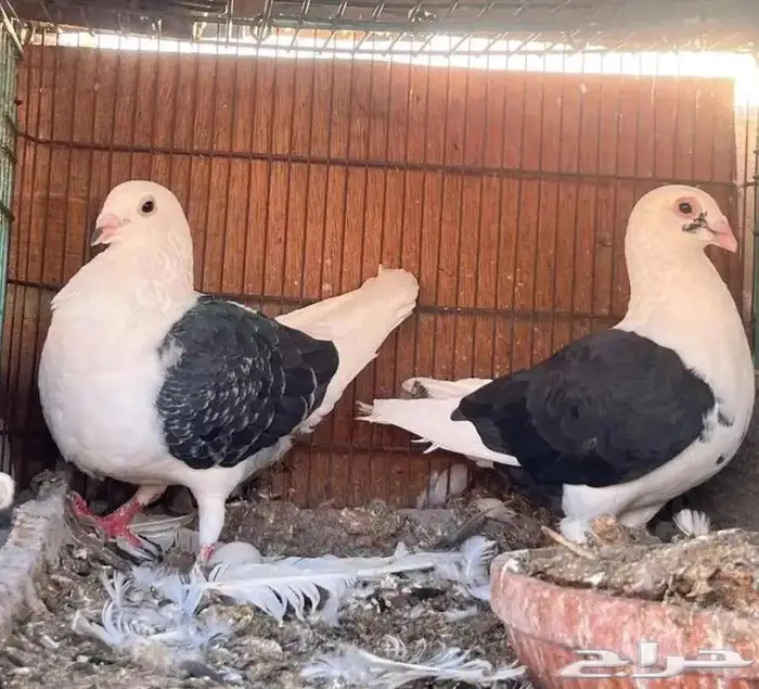 جوز زاجل 0