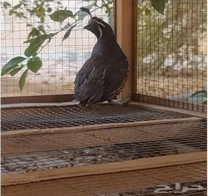 ذكور سمان كاليفورنيا 0