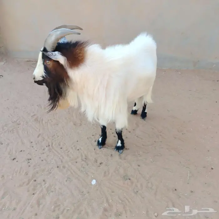 قزمي 3