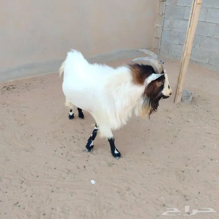 قزمي 2