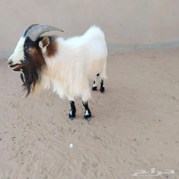 قزمي 1
