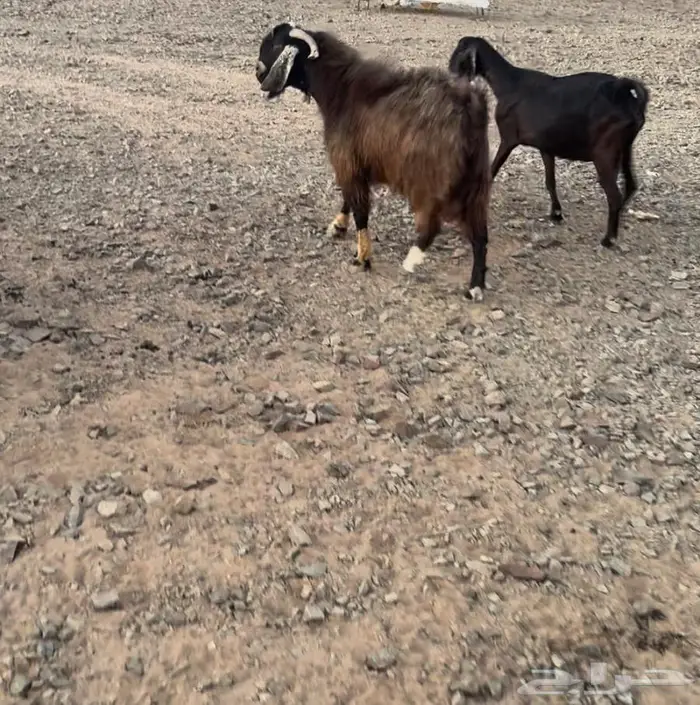 عارضينا عنز وتيس 0