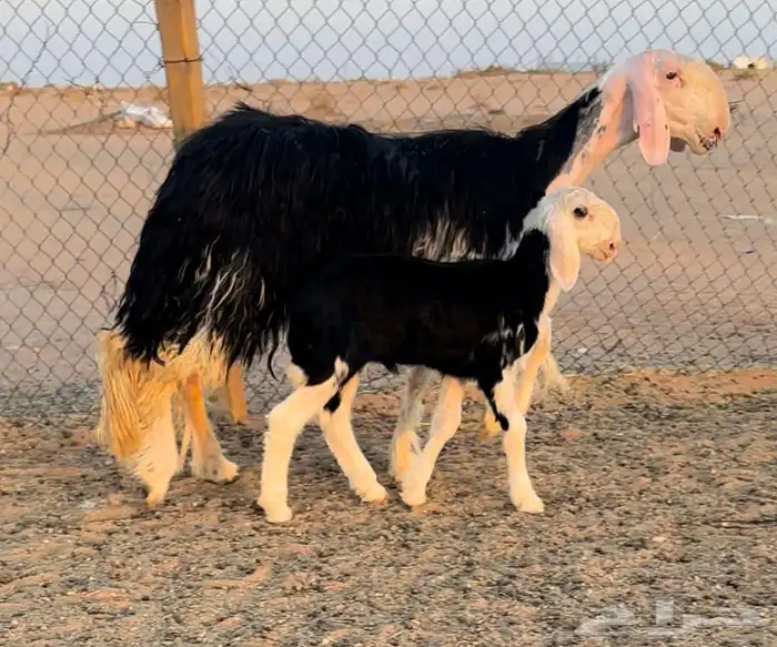 نجديه جذعه خصم تحتها طلي مشروع فحل 1