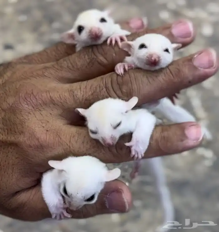 السنجاب الطائر .. شوقر قلايدر 0