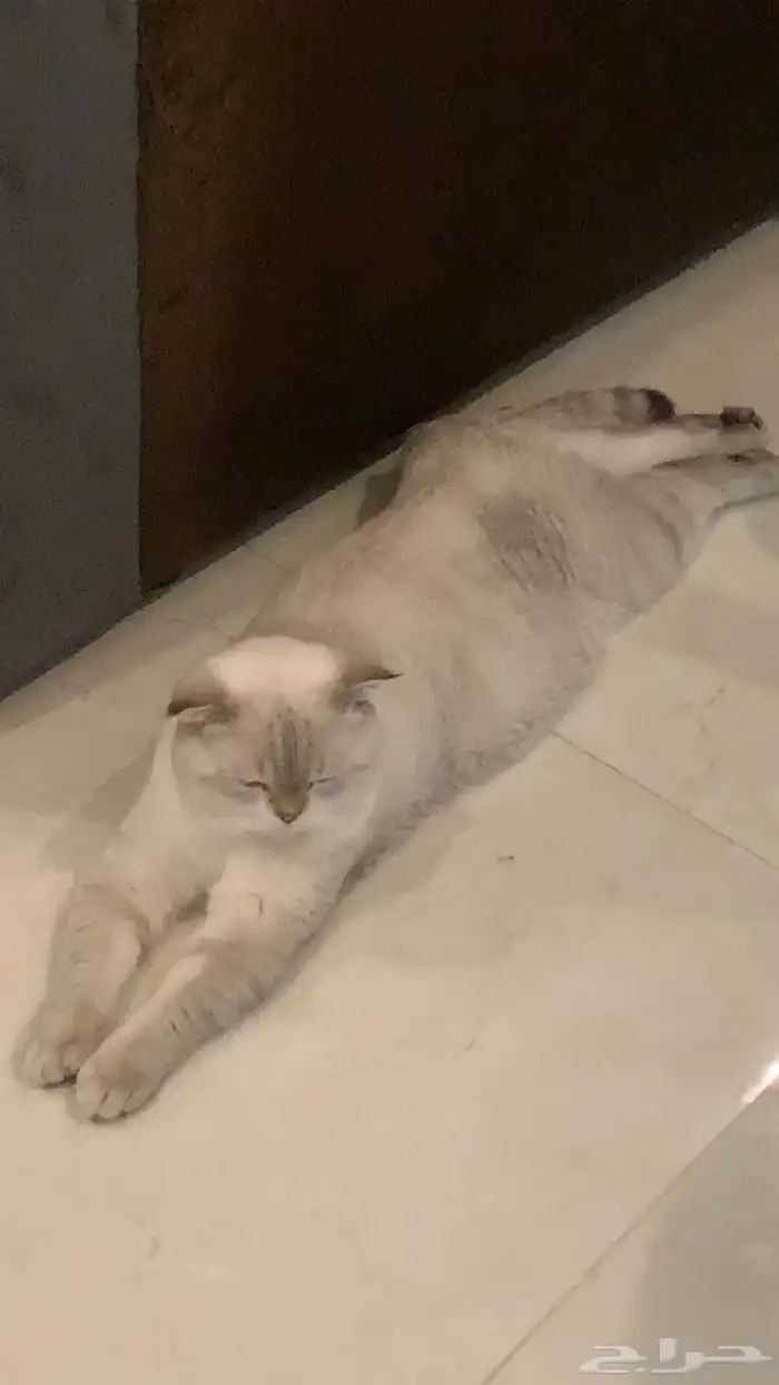 قط سكوتش 1