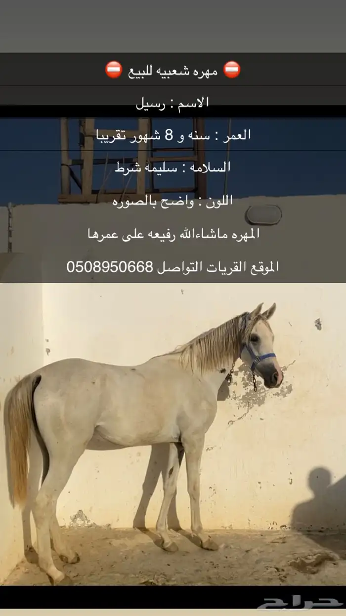 مهره شعبيه للبيع 0