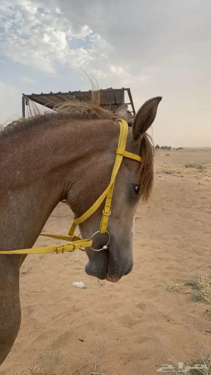 حصان شعبي 1