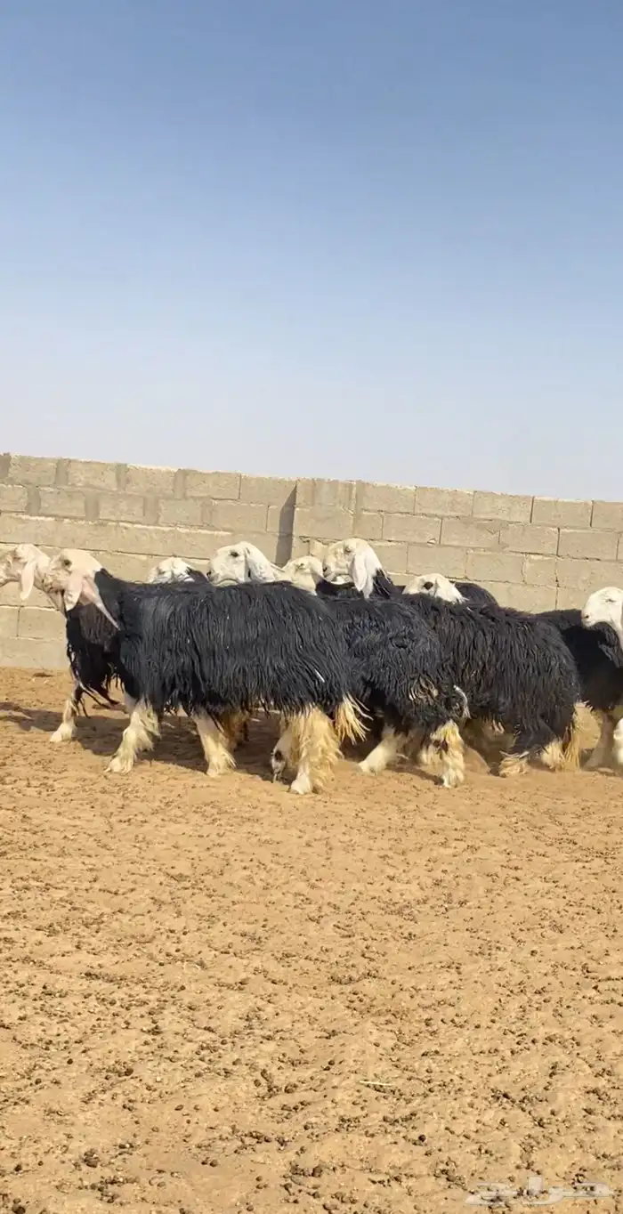 ارخال نجد صنف 0
