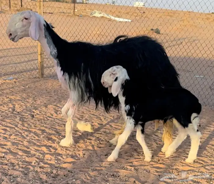 نجديه جذعه خصم تحتها طلي مشروع فحل 5