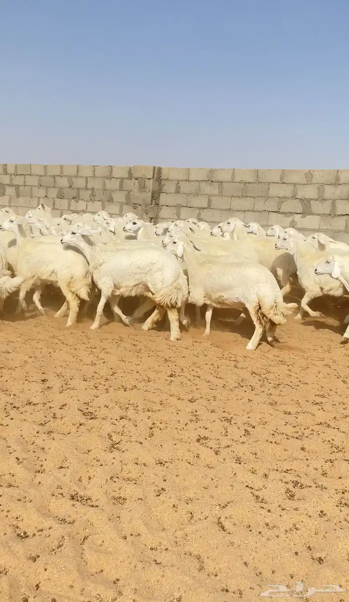 126رخال حريات حرش صنف الصنف 5