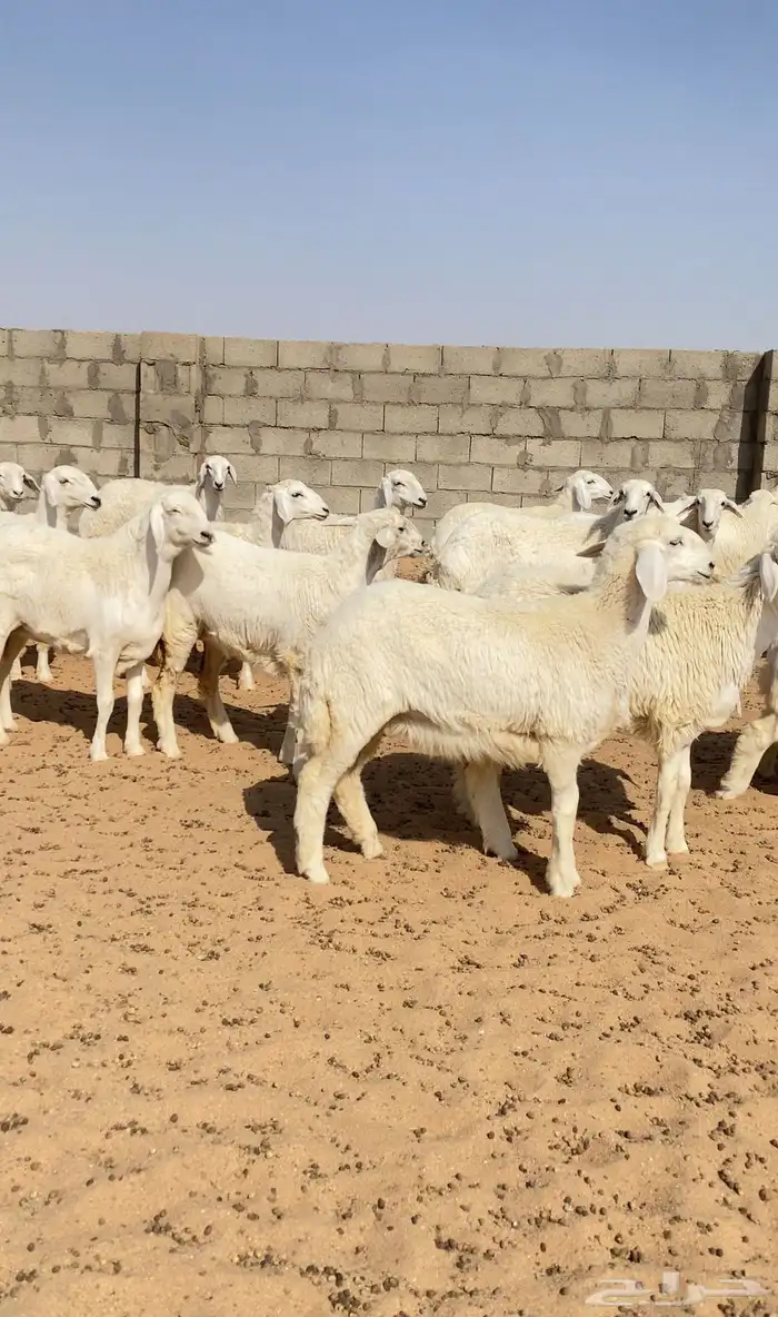 126رخال حريات حرش صنف الصنف 2