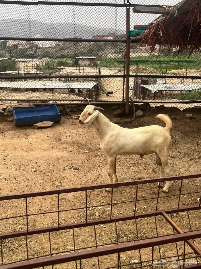 مشاريع فحوله بيشيه 1