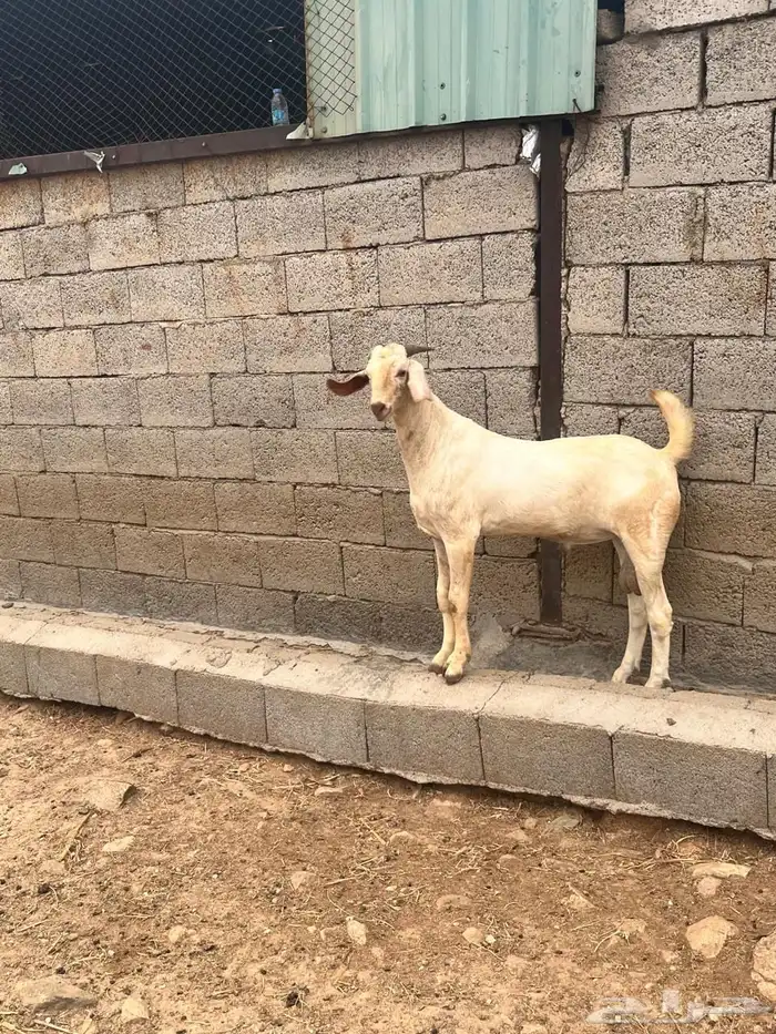 مشاريع فحوله بيشيه 4
