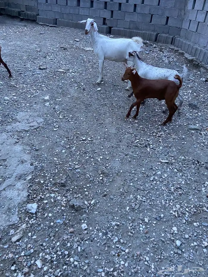 غنم دهم للبيع 4