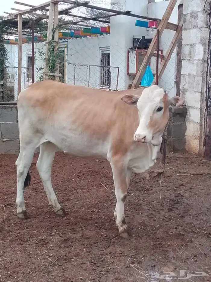 بقر للبيع جمله العدد 9 كبار بفحلها و6 تبع اقبل بدل غنم 23